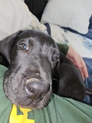 Lost Female Dog last seen Gregory Rd, Aiken, SC 29805