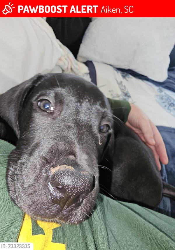 Lost Female Dog last seen Gregory Rd, Aiken, SC 29805