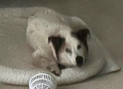 Reunited Female Dog last seen Near 35th Ave NW, 36th and 34th, and 3rd St Dr NW, Hickory, NC 28601