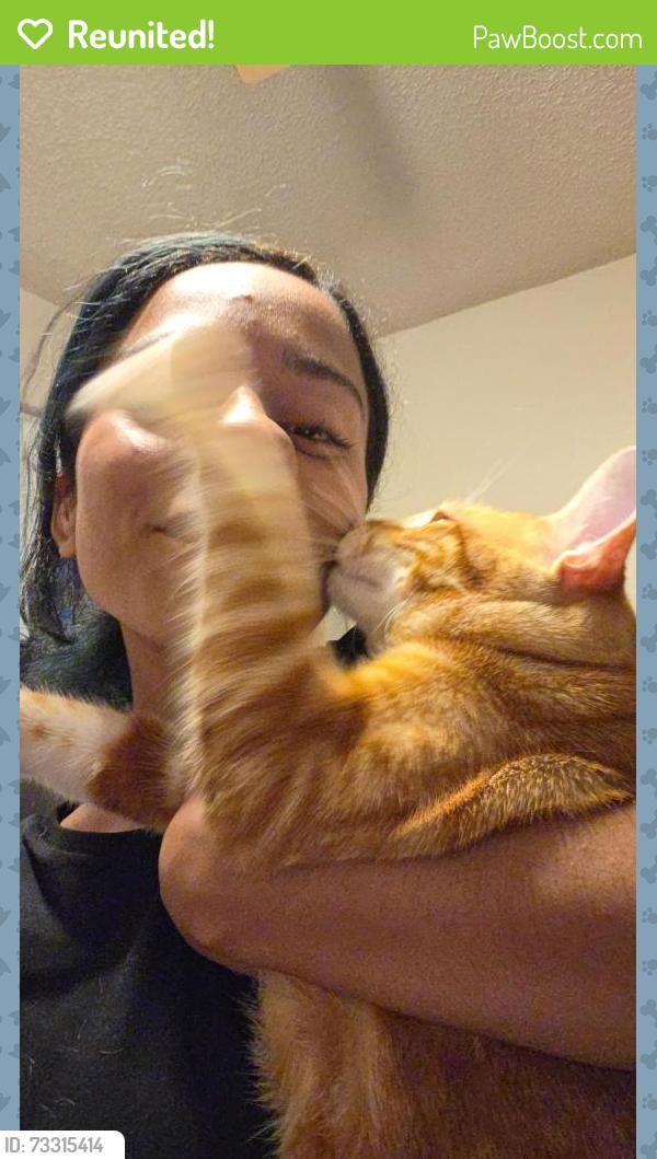 Reunited Male Cat last seen Evergreens next to building H, Lawrence, KS 66046