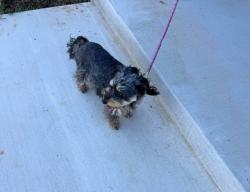 Reunited Unknown Dog last seen Near Three Woods Ln., Yukon, OK 73099, USA, Yukon, OK 73099
