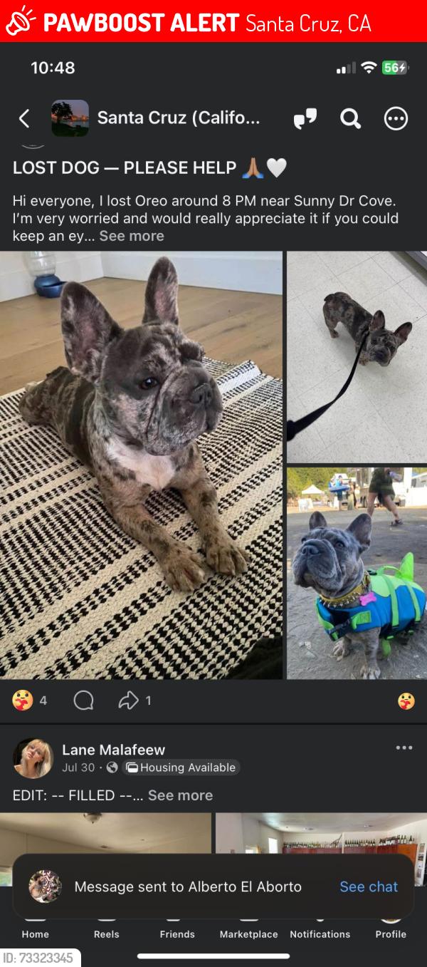 Lost Female Dog last seen Sunny cove, Santa Cruz, CA 95062