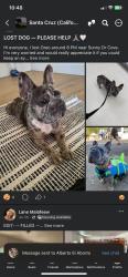 Lost Female Dog last seen Sunny cove, Santa Cruz, CA 95062