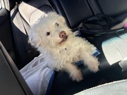 Reunited Male Dog last seen Dunkin’ Donuts on Juan tabo and menaul, Albuquerque, NM 87112