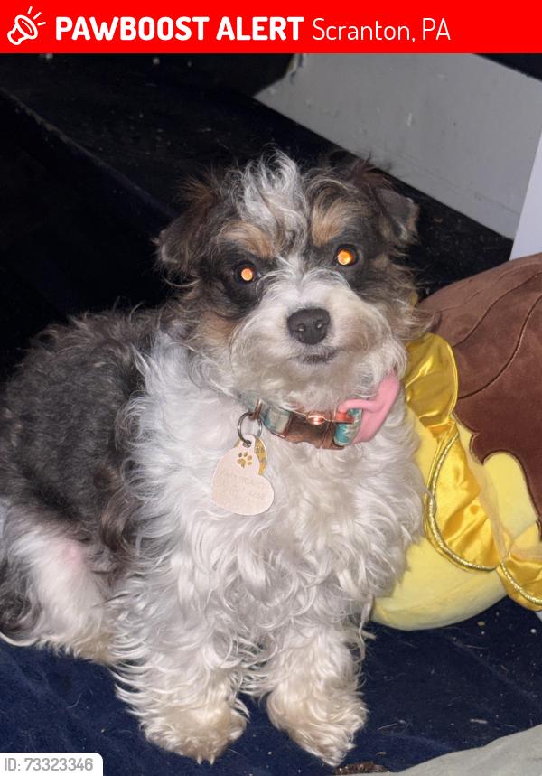 Lost Female Dog last seen Near Chifa Peru, Scranton, PA 18504
