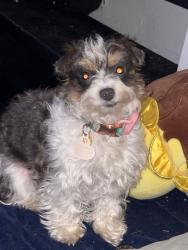 Lost Female Dog last seen Near Chifa Peru, Scranton, PA 18504