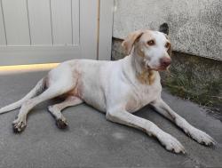 Found/Stray Female Dog last seen Sebren and harco, Long Beach, CA 90808