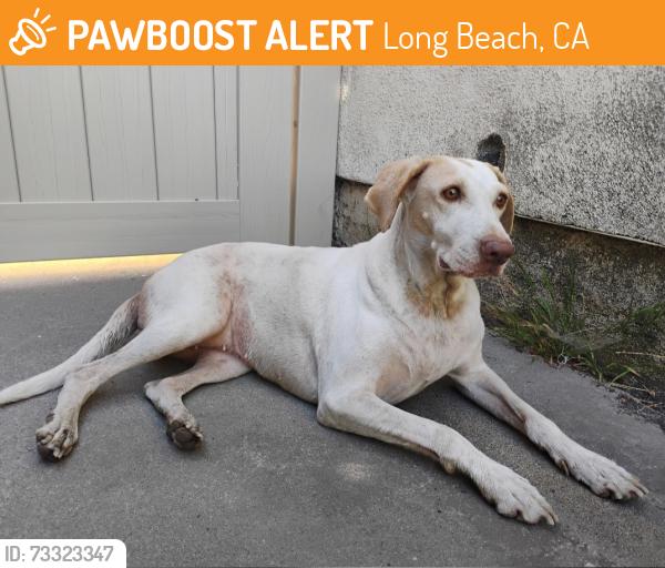 Found/Stray Female Dog last seen Sebren and harco, Long Beach, CA 90808