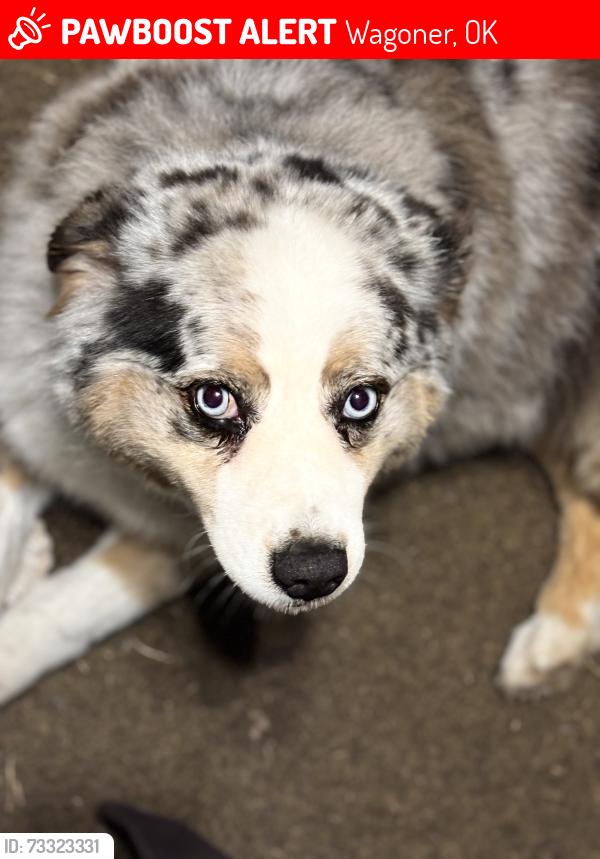 Lost Male Dog last seen Hey 16, Wagoner, OK 74467
