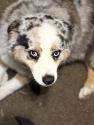Lost Male Dog last seen Hey 16, Wagoner, OK 74467