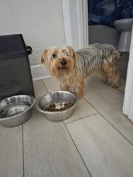 Found/Stray Male Dog last seen 3rd N F st lake worth, Lake Worth Beach, FL 33460