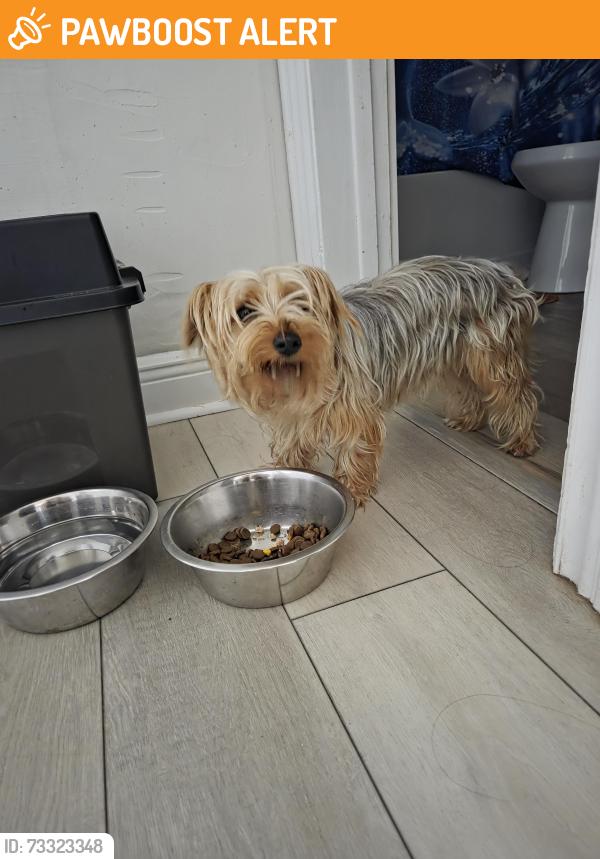 Found/Stray Male Dog last seen 3rd N F st lake worth, Lake Worth Beach, FL 33460