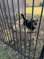 Reunited Unknown Dog last seen Silver lake drive, Fort Worth, TX 76117