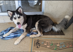 Reunited Female Dog last seen Seneca and Choco. Behind the golf course., Apple Valley, CA 92307