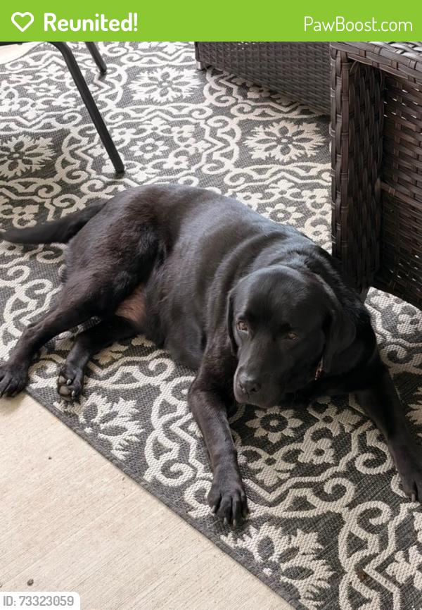 Reunited Female Dog last seen River Rd and Aurora Ave, Naperville, IL 60540