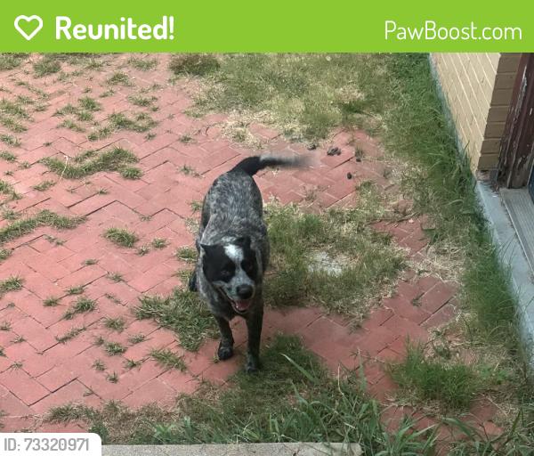 Reunited Male Dog last seen Bob & Fred’s area 76106, Fort Worth, TX 76164