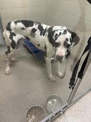 Shelter Stray Male Dog last seen Sea Biscuit Dr & Waremblem Dr, Noblesville City, IN, 10501 Hague Rd, Fishers, IN 46038, USA