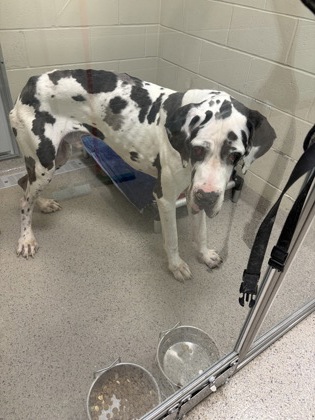 Shelter Stray Male Dog last seen Sea Biscuit Dr & Waremblem Dr, Noblesville City, IN, 10501 Hague Rd, Fishers, IN 46038, USA