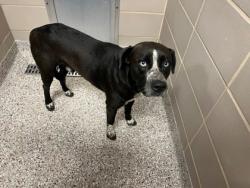 Shelter Stray Male Dog last seen Near old Lowesville Rd, County/Unicorporated, NC, 1491 Business Park Ct, Gastonia, NC 28052, USA