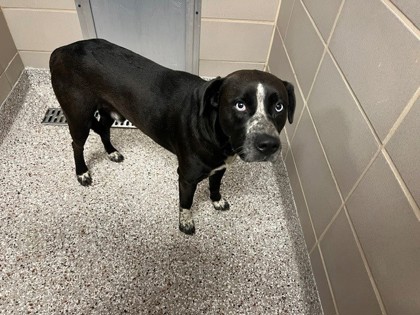 Shelter Stray Male Dog last seen Near old Lowesville Rd, County/Unicorporated, NC, 1491 Business Park Ct, Gastonia, NC 28052, USA