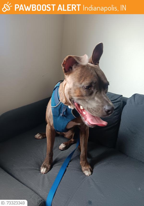 Found/Stray Female Dog last seen Mass ave and Alabama st, Indianapolis, IN 46204