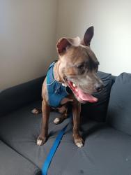 Found/Stray Female Dog last seen Mass ave and Alabama st, Indianapolis, IN 46204