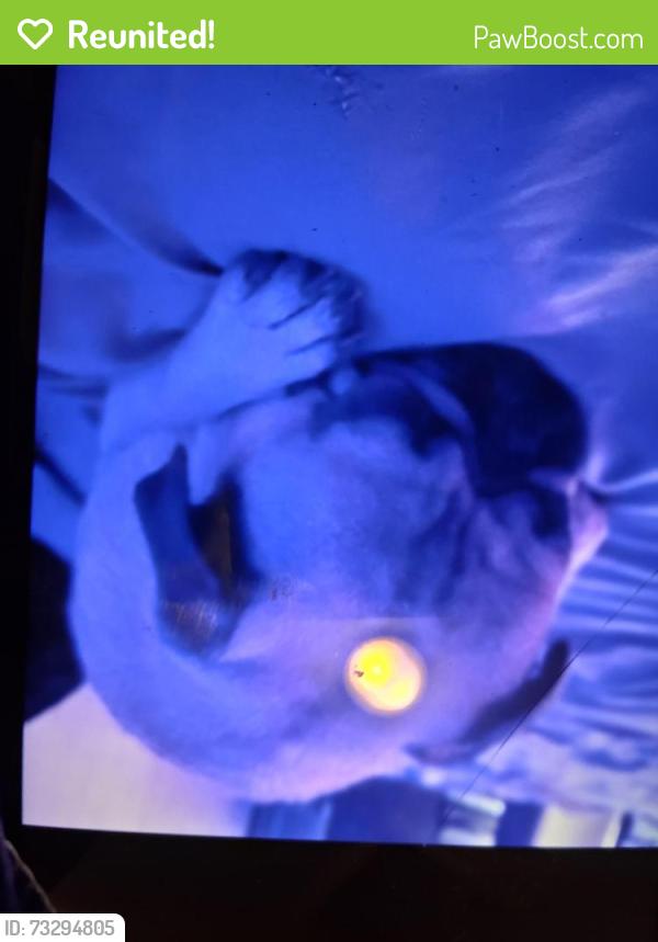 Reunited Male Dog last seen Park avenue west, Denver, CO 80205