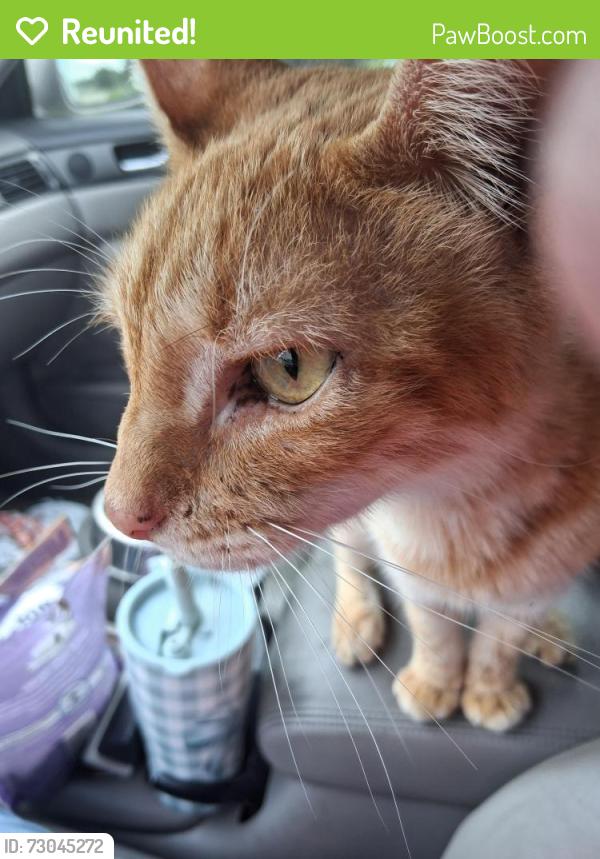 Reunited Male Cat last seen 26th st west and 2612 27th Ave drive west, Bradenton, FL 34205