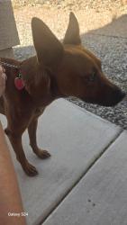 Reunited Male Dog last seen Banyon Kentwood, Albuquerque, NM 87114