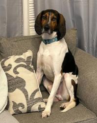Lost Male Dog last seen W 38th street near ODU, Norfolk, VA 23508