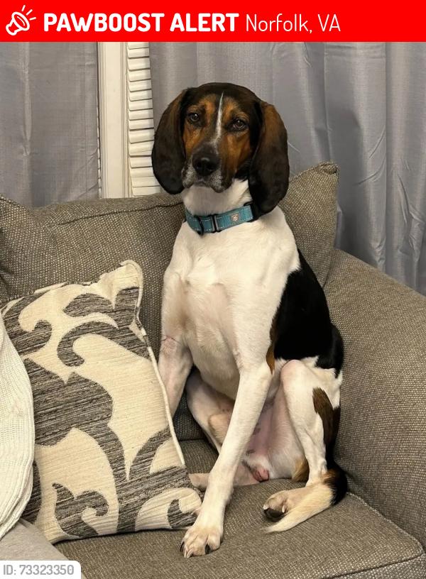 Lost Male Dog last seen W 38th street near ODU, Norfolk, VA 23508