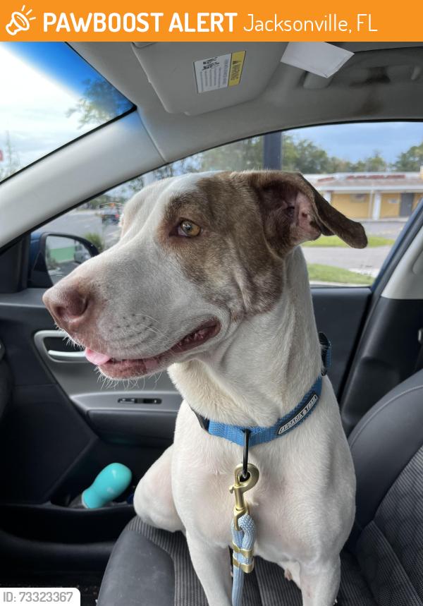 Found/Stray Unknown Dog last seen Monument and St. John’s Bluff, Jacksonville, FL 32225