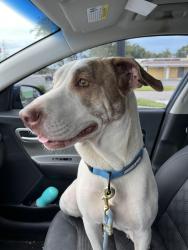 Found/Stray Unknown Dog last seen Monument and St. John’s Bluff, Jacksonville, FL 32225