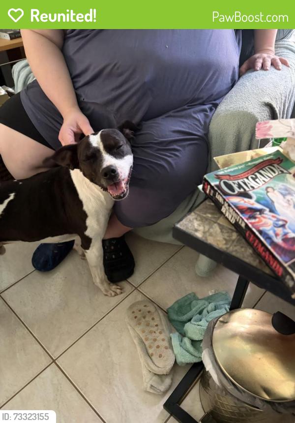 Reunited Male Dog last seen Glenallen and S. Narramore, North Port, FL 34287