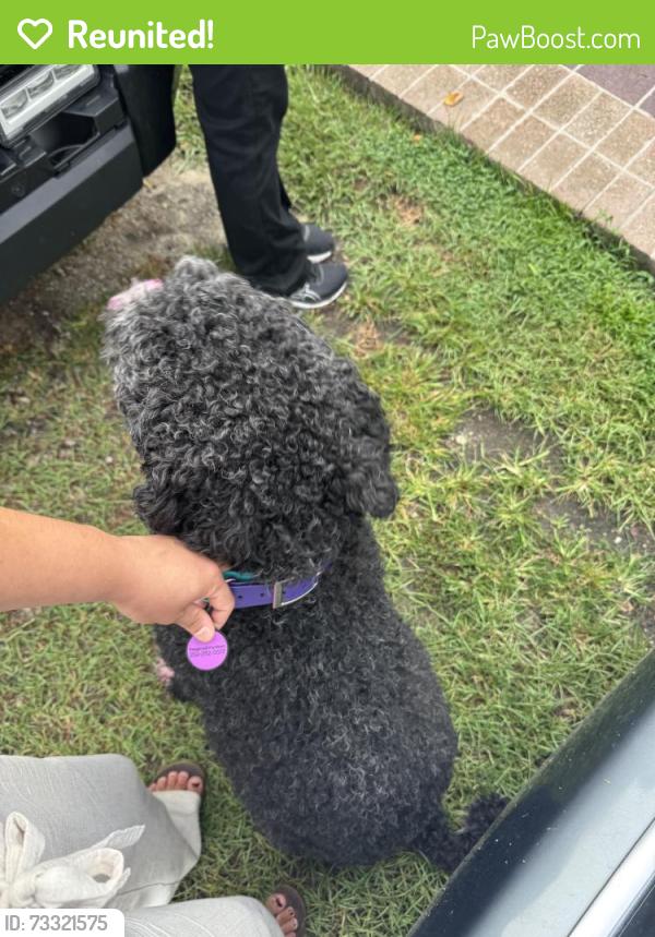 Reunited Female Dog last seen New Bethel Church Rd, Garner, NC 27529, USA, Garner, NC 27529