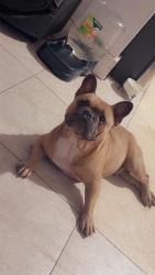 Lost Male Dog last seen Near nw 42nd st, Miami, FL 33142