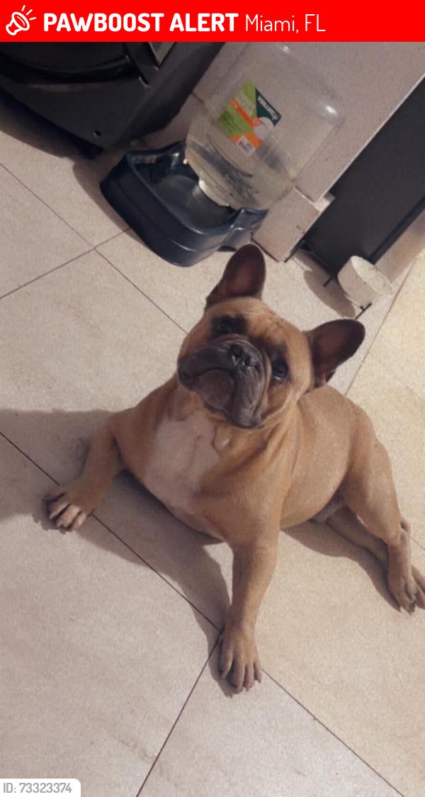 Lost Male Dog last seen Near nw 42nd st, Miami, FL 33142