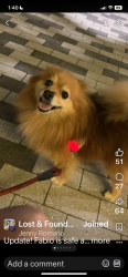 Reunited Male Dog last seen Kuykendahl amd dowdell, Tomball, TX 77375
