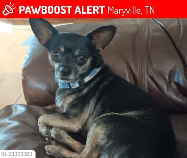 Lost Male Dog last seen Kensington place trailer park, Maryville, TN 37804
