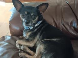 Lost Male Dog last seen Kensington place trailer park, Maryville, TN 37804