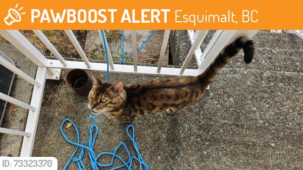 Found/Stray Unknown Cat last seen Lyall street, Esquimalt, BC 