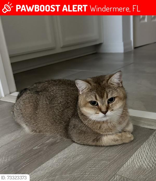 Lost Female Cat last seen Near Iron mountain trl., Windermere, FL 34786