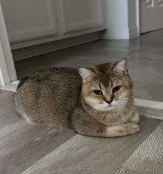 Lost Female Cat last seen Near Iron mountain trl., Windermere, FL 34786