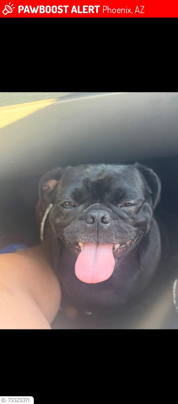 Lost Female Dog last seen 54th lane/Vander way, Phoenix, AZ 85339