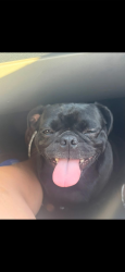 Lost Female Dog last seen 54th lane/Vander way, Phoenix, AZ 85339