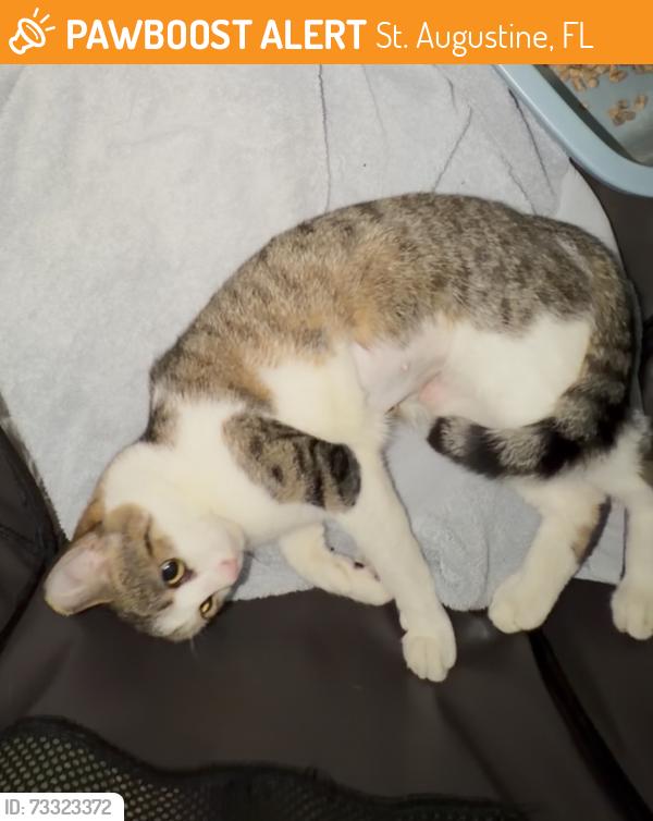 Found/Stray Female Cat last seen Oreilleys on state rd 16, St. Augustine, FL 32084