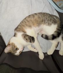 Found/Stray Female Cat last seen Oreilleys on state rd 16, St. Augustine, FL 32084