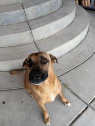 Reunited Male Dog last seen Clinton Keith, Murrieta, CA 92562