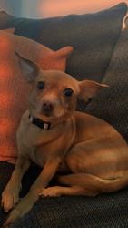 Lost Female Dog last seen Moonstone st, kcid st, Caldwell, ID 83605
