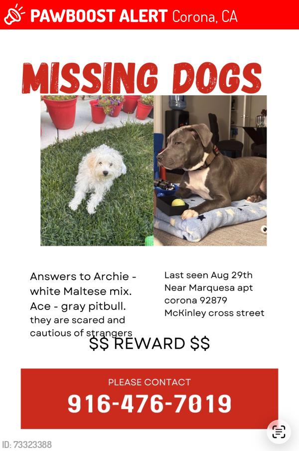 Lost Male Dog last seen McKinley, Corona, CA 92879